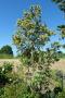lysiane:plantes_du_jardin:arbres_arbustes:p1180551.jpg