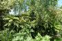 lysiane:plantes_du_jardin:arbres_arbustes:p1180883.jpg