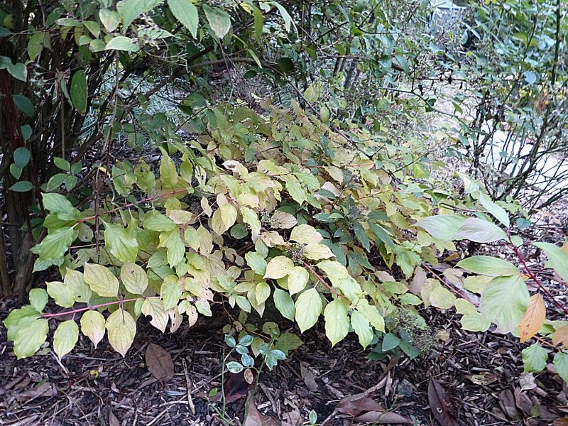 p1210051.jpg
