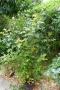 lysiane:plantes_du_jardin:arbres_arbustes:p1250354.jpg