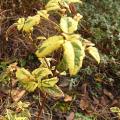 p1280526_cistus_rospico.jpg