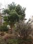 lysiane:plantes_du_jardin:arbres_arbustes:p1280914.jpg