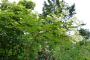 lysiane:plantes_du_jardin:arbres_arbustes:p1280937.jpg