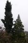 lysiane:plantes_du_jardin:arbres_arbustes:p1290012.jpg