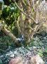 lysiane:plantes_du_jardin:arbres_arbustes:p1290037.jpg