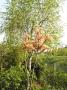 lysiane:plantes_du_jardin:arbres_arbustes:p1310520.jpg
