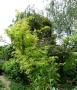 lysiane:plantes_du_jardin:arbres_arbustes:p1330034.jpg