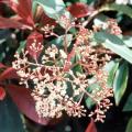 pieris_forest_flame.jpg