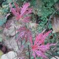 r0022768red.jpg