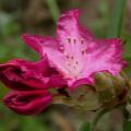 rhododendron_souv_du_congo_5285.jpg