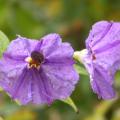 solanum.jpg
