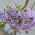 solanum_jasminoides_0098.jpg