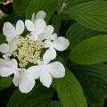 viburnum_mariesii_4689.jpg