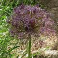 allium_christophii_.jpg