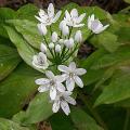 allium_stipitatum_4565.jpg