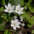 allium_stipitatum_4566.jpg