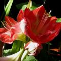 amaryllis_strie_2.jpg
