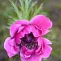 anemone_de_caen_4621.jpg