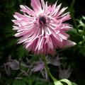 anemone_de_caen_7.jpg
