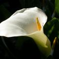 arum_.jpg