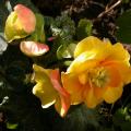 begonia_4500.jpg