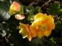 lysiane:plantes_du_jardin:bulbes_oignons_rhiz:begonia_4500.jpg