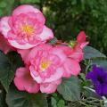 begonia_5399.jpg