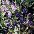 brodiaea_reine_fabiola.jpg