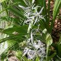 camassia_4706.jpg