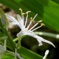 camassia_4708.jpg