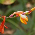 crocosmia_8417.jpg