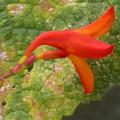 crocosmia_8420.jpg