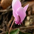 cyclamen_2.jpg
