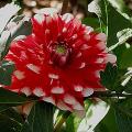 dahlia_8427.jpg