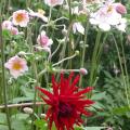dahlia_apache_.jpg