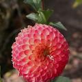 dahlia_atoll_8313.jpg