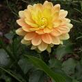 dahlia_clovis_8123.jpg