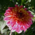 dahlia_floorinoor_8311.jpg