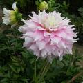 dahlia_gitts_perf_.jpg