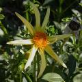 dahlia_honka_8434.jpg