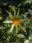 lysiane:plantes_du_jardin:bulbes_oignons_rhiz:dahlia_honka_8434.jpg