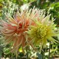 dahlia_nancy_3.jpg