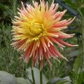 dahlia_nancy_8124.jpg