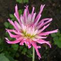 dahlia_stars_favourite.jpg