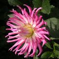 dahlia_stars_favourite_2.jpg