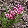 dscn0747.jpg