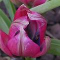 dscn0771_t_little_beauty.jpg