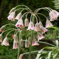dscn1401_a_bulgaricum.jpg