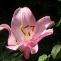 dscn3070.jpg