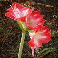 dscn5988amaryllis_minerva_.jpg